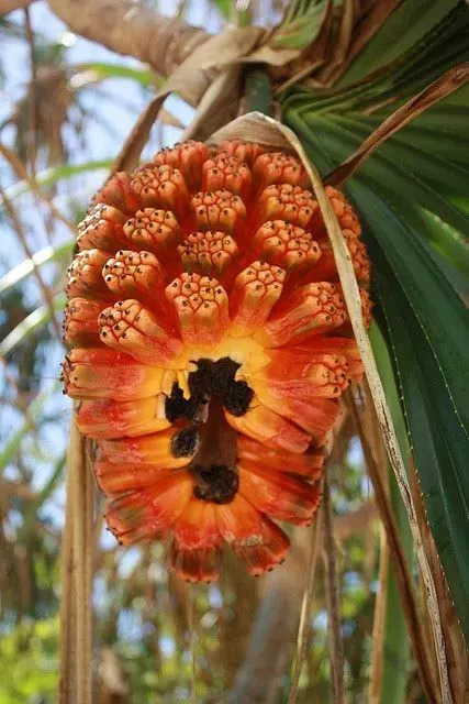 20种罕见的水果,一包辣条赌你认识不超过5种! 20种罕见的水果,一包辣条赌你认识不超过5种!