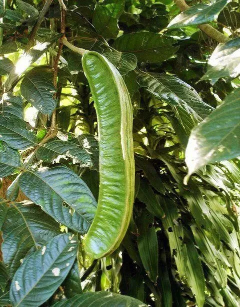 20种罕见的水果,一包辣条赌你认识不超过5种! 20种罕见的水果,一包辣条赌你认识不超过5种!