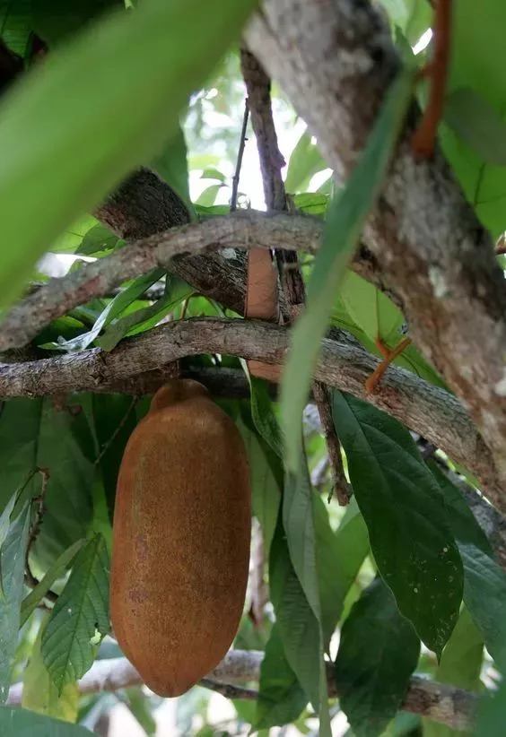 20种罕见的水果,一包辣条赌你认识不超过5种! 20种罕见的水果,一包辣条赌你认识不超过5种!