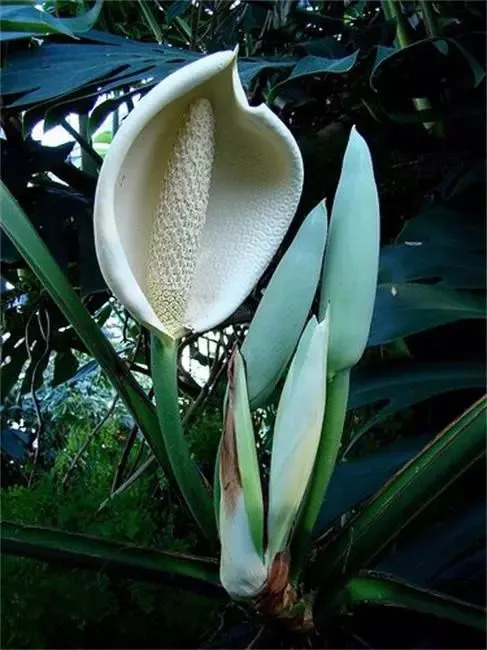 20种罕见的水果,一包辣条赌你认识不超过5种! 20种罕见的水果,一包辣条赌你认识不超过5种!