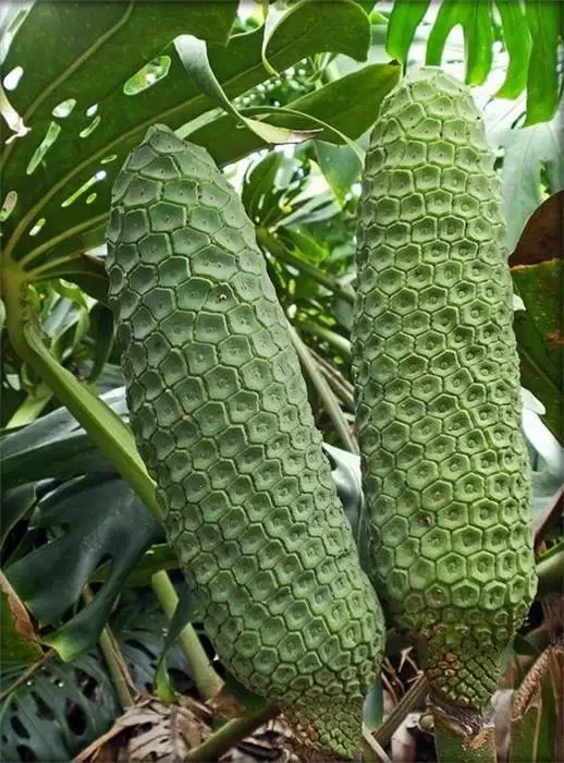 20种罕见的水果,一包辣条赌你认识不超过5种! 20种罕见的水果,一包辣条赌你认识不超过5种!