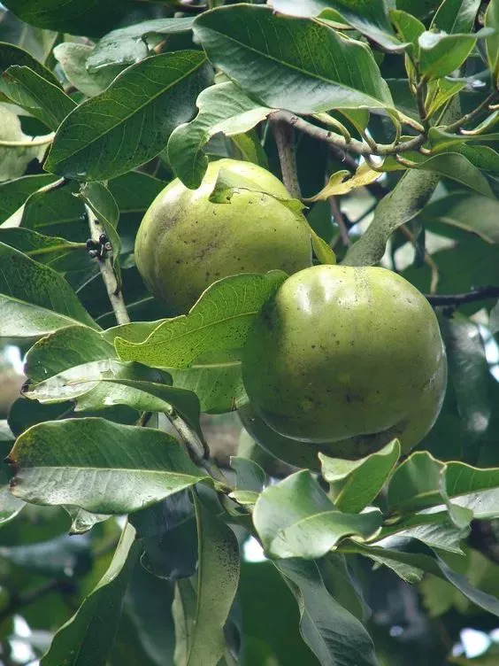 20种罕见的水果,一包辣条赌你认识不超过5种! 20种罕见的水果,一包辣条赌你认识不超过5种!
