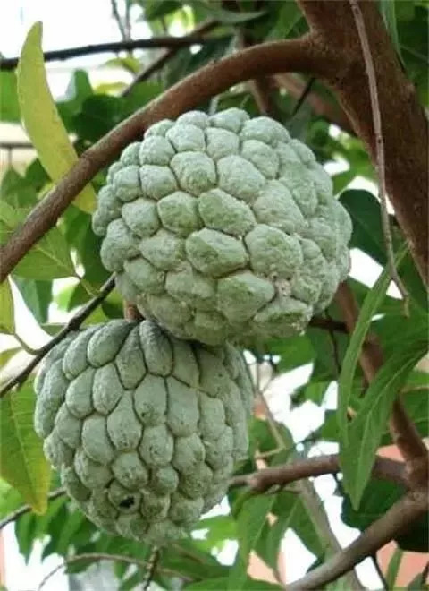 20种罕见的水果,一包辣条赌你认识不超过5种! 20种罕见的水果,一包辣条赌你认识不超过5种!