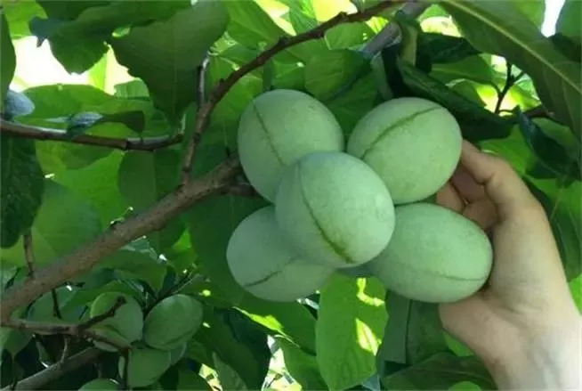 20种罕见的水果,一包辣条赌你认识不超过5种! 20种罕见的水果,一包辣条赌你认识不超过5种!