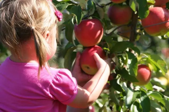 苹果熟了！多伦多周边5个最适合带娃去的果园！