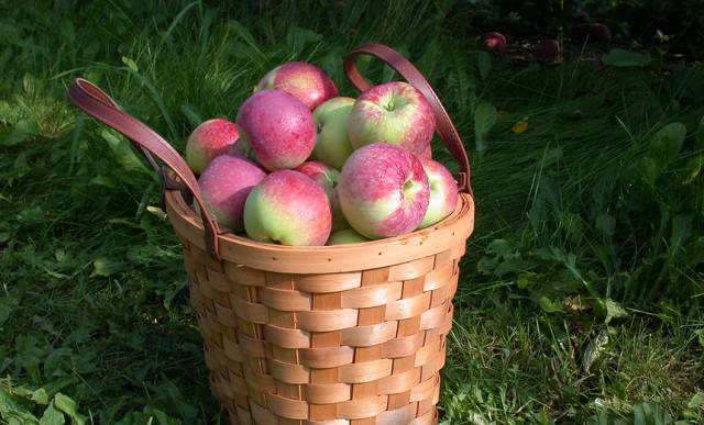 苹果熟了！多伦多周边5个最适合带娃去的果园！