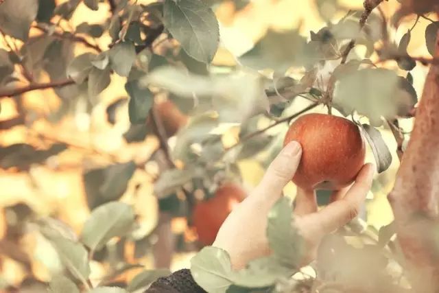 苹果熟了！多伦多周边5个最适合带娃去的果园！