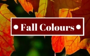 安省境内6条短途火车赏枫观光线路：火车票分分钟卖光