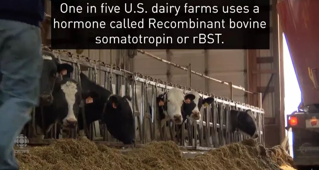 美国含激素牛奶混进加拿大市场！教你如何一眼区别！