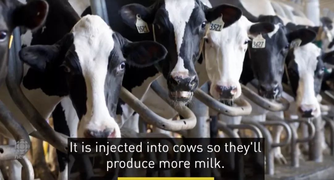 美国含激素牛奶混进加拿大市场！教你如何一眼区别！