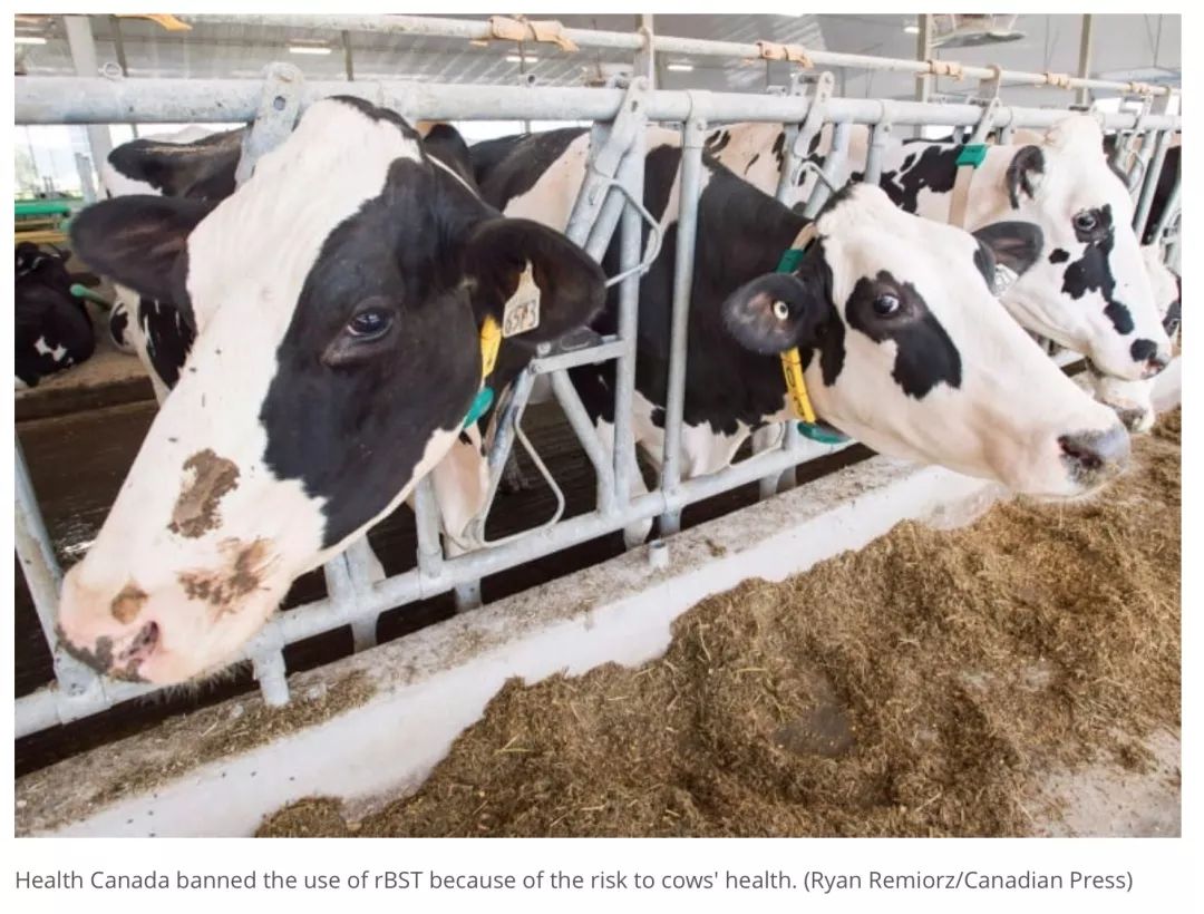 美国含激素牛奶混进加拿大市场！教你如何一眼区别！