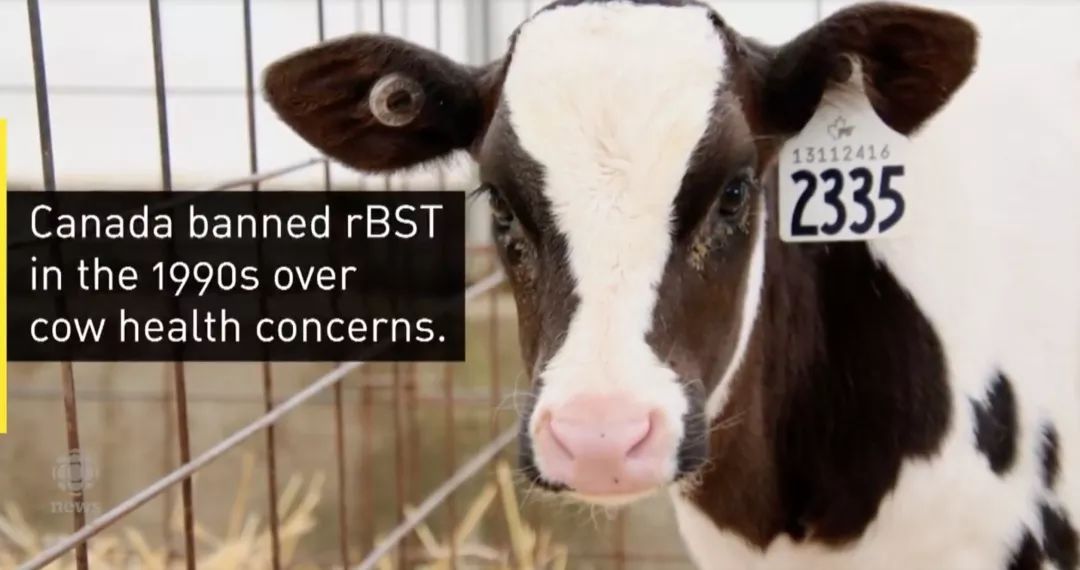 美国含激素牛奶混进加拿大市场！教你如何一眼区别！