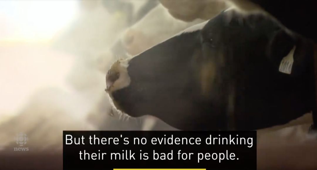 美国含激素牛奶混进加拿大市场！教你如何一眼区别！