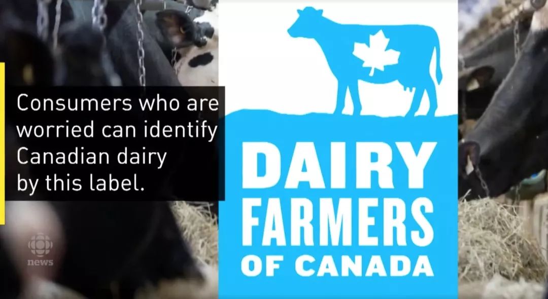 美国含激素牛奶混进加拿大市场！教你如何一眼区别！