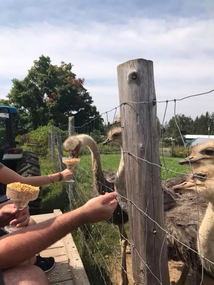 不喂鸡不喂兔兔，我们一起去喂鸵鸟！鸵鸟农场戳一下！