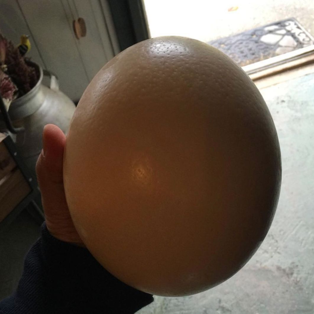 不喂鸡不喂兔兔，我们一起去喂鸵鸟！鸵鸟农场戳一下！