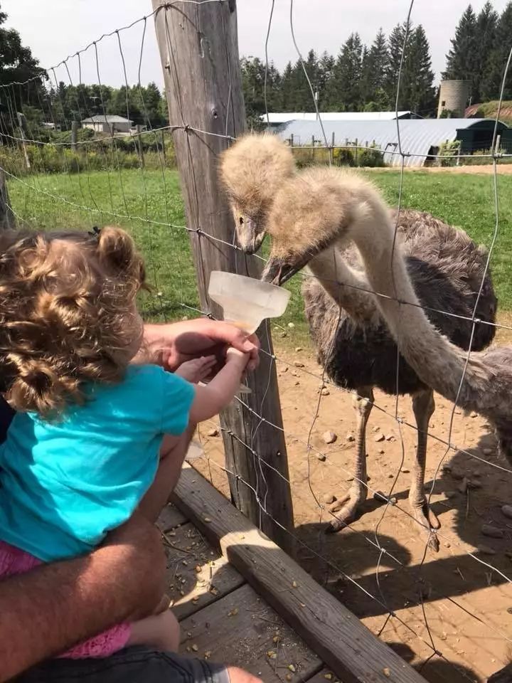 不喂鸡不喂兔兔，我们一起去喂鸵鸟！鸵鸟农场戳一下！