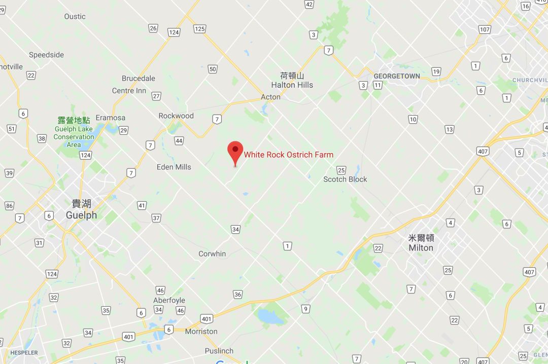 不喂鸡不喂兔兔，我们一起去喂鸵鸟！鸵鸟农场戳一下！