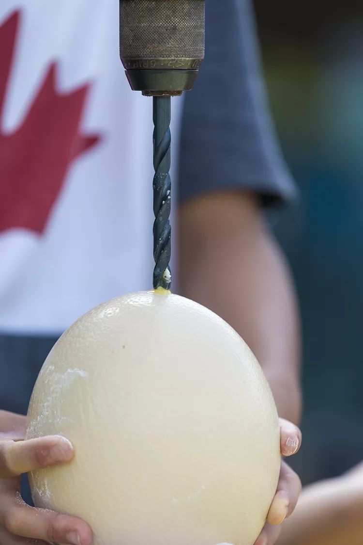 不喂鸡不喂兔兔，我们一起去喂鸵鸟！鸵鸟农场戳一下！