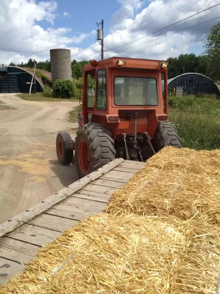 不喂鸡不喂兔兔，我们一起去喂鸵鸟！鸵鸟农场戳一下！