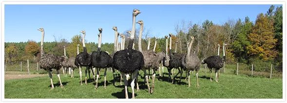 不喂鸡不喂兔兔，我们一起去喂鸵鸟！鸵鸟农场戳一下！