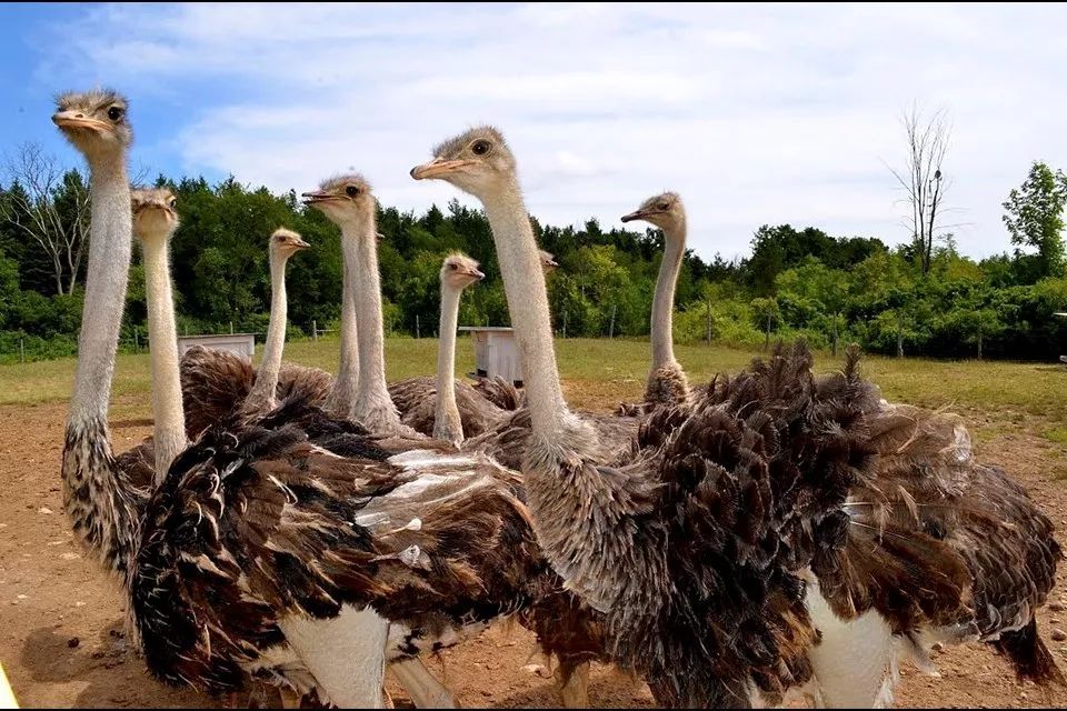 不喂鸡不喂兔兔，我们一起去喂鸵鸟！鸵鸟农场戳一下！