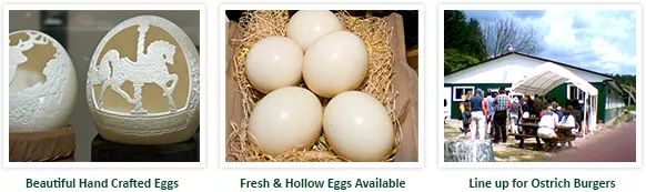 不喂鸡不喂兔兔，我们一起去喂鸵鸟！鸵鸟农场戳一下！