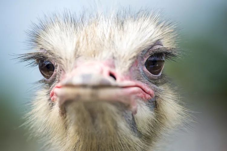不喂鸡不喂兔兔，我们一起去喂鸵鸟！鸵鸟农场戳一下！