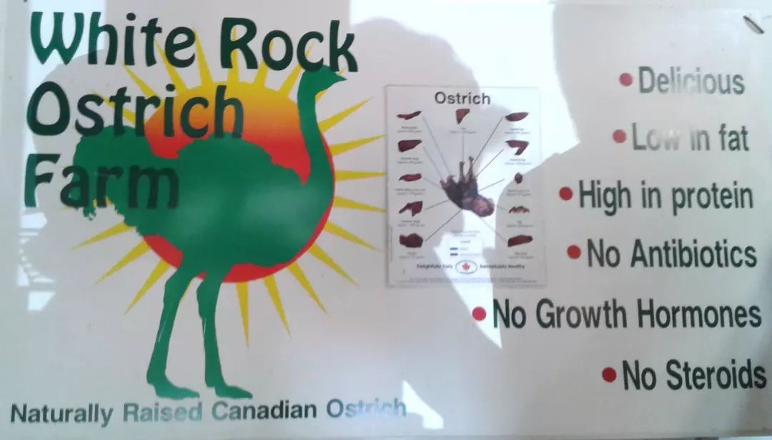 不喂鸡不喂兔兔，我们一起去喂鸵鸟！鸵鸟农场戳一下！