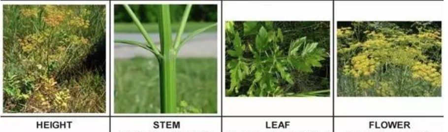 有毒！越不起眼越有毒！多伦多这些常见的花花草草千万别让孩子碰！