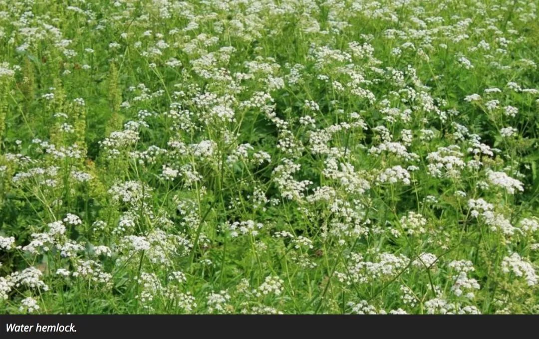 有毒！越不起眼越有毒！多伦多这些常见的花花草草千万别让孩子碰！