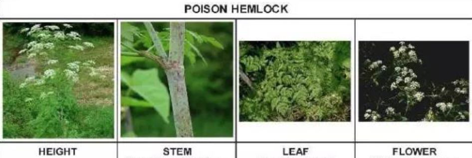 有毒！越不起眼越有毒！多伦多这些常见的花花草草千万别让孩子碰！