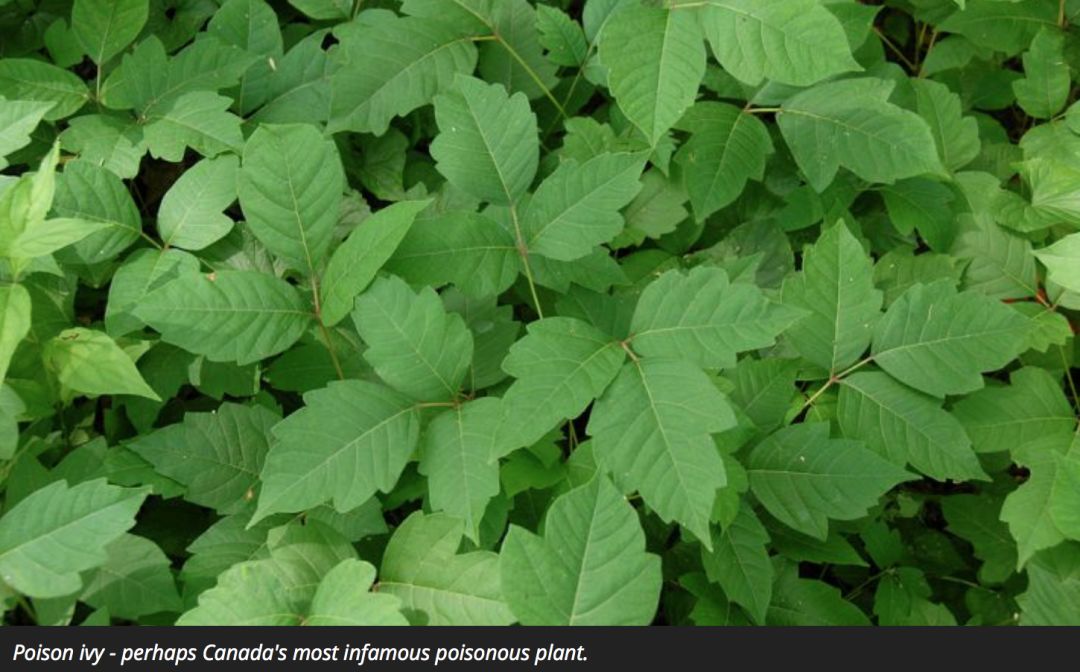 有毒！越不起眼越有毒！多伦多这些常见的花花草草千万别让孩子碰！