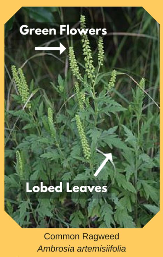 有毒！越不起眼越有毒！多伦多这些常见的花花草草千万别让孩子碰！