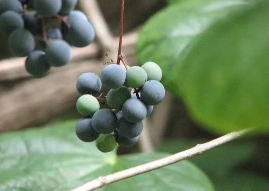 有毒！越不起眼越有毒！多伦多这些常见的花花草草千万别让孩子碰！
