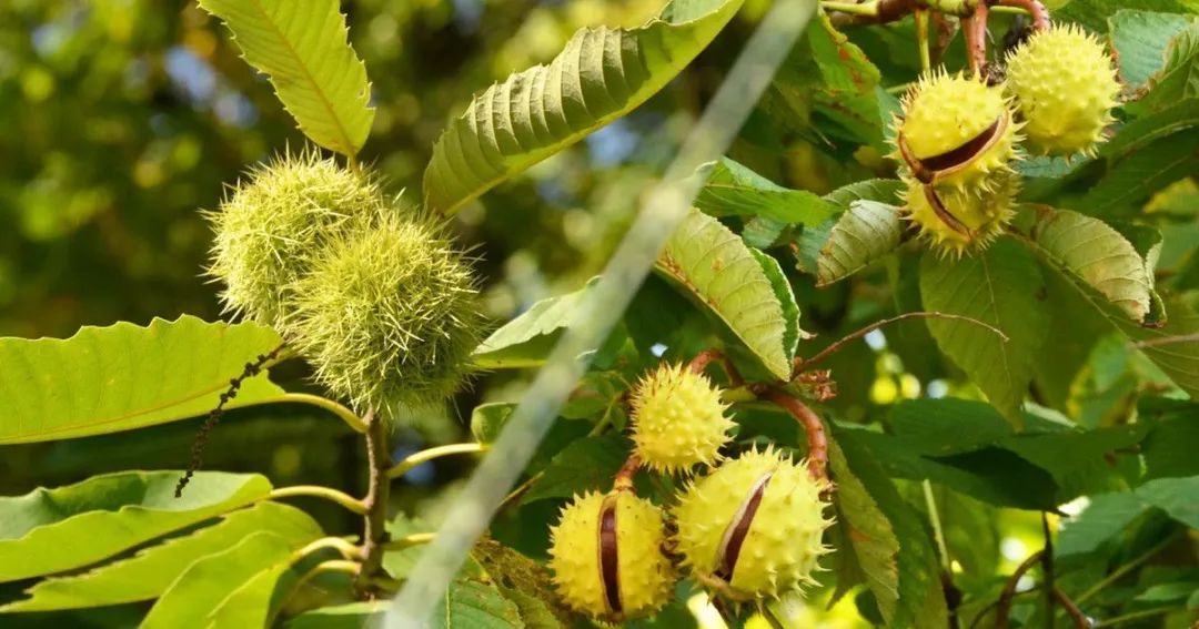 有毒！越不起眼越有毒！多伦多这些常见的花花草草千万别让孩子碰！