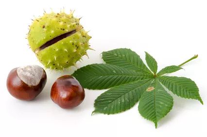 有毒！越不起眼越有毒！多伦多这些常见的花花草草千万别让孩子碰！