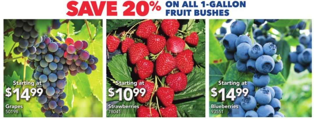 春天买【土】买不对,你家园子秃一年(内附买土折扣) 春天买【土】买不对,你家园子秃一年(内附买土折扣)