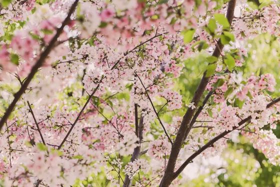 多伦多看樱花总攻略：今年不去High Park人从众𠈌