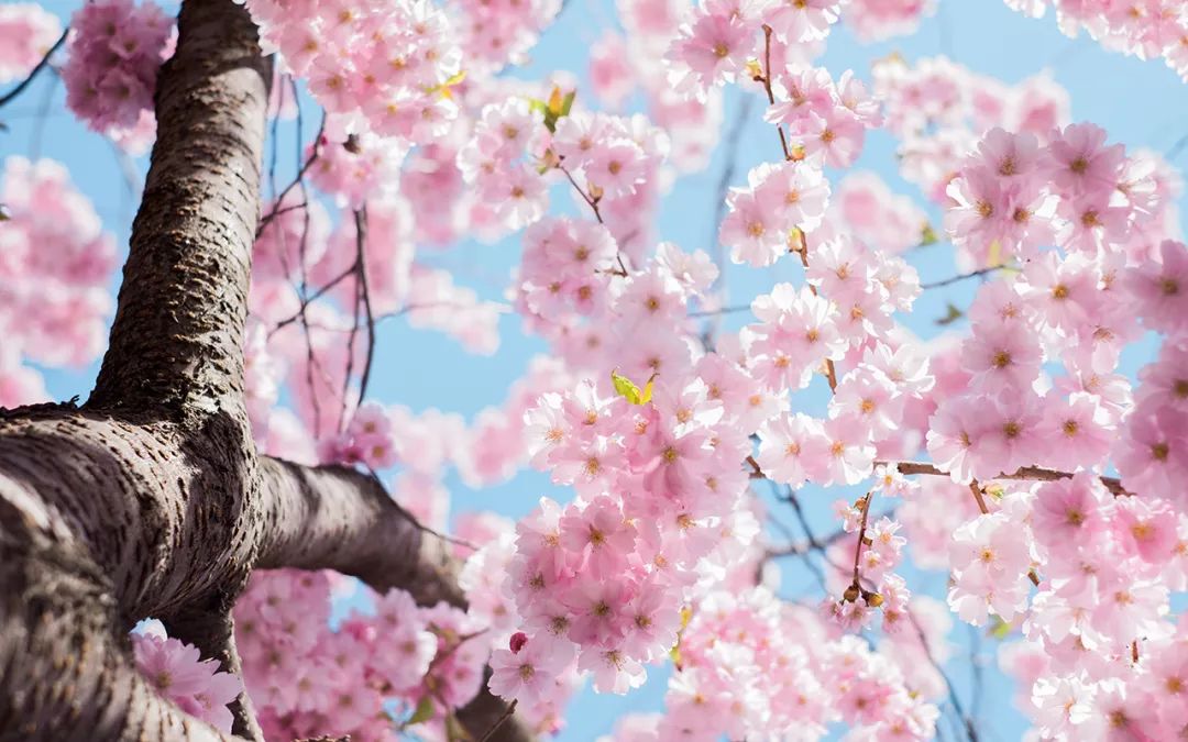 多伦多看樱花总攻略:今年不去High Park人从众𠈌 多伦多看樱花总攻略:今年不去High Park人从众𠈌