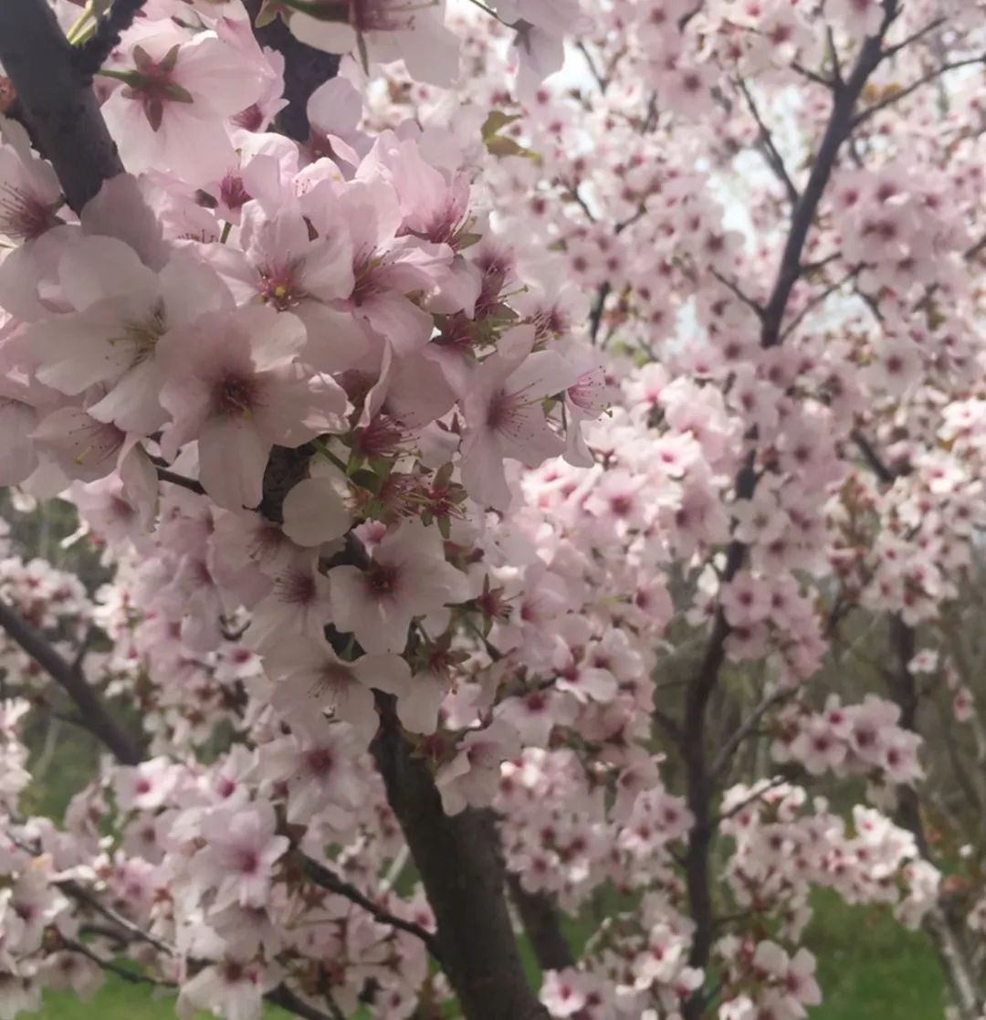 多伦多看樱花总攻略：今年不去High Park人从众𠈌