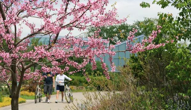 多伦多看樱花总攻略：今年不去High Park人从众𠈌