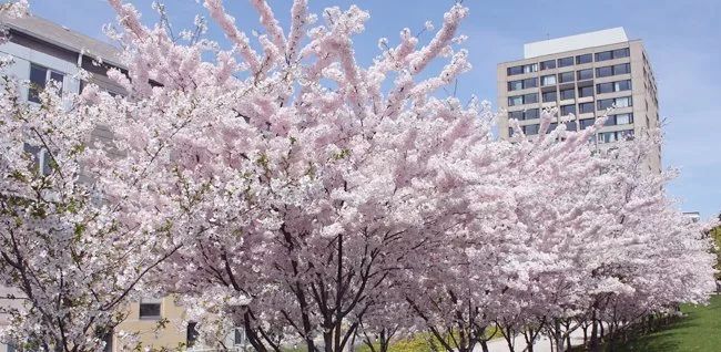 多伦多看樱花总攻略：今年不去High Park人从众𠈌