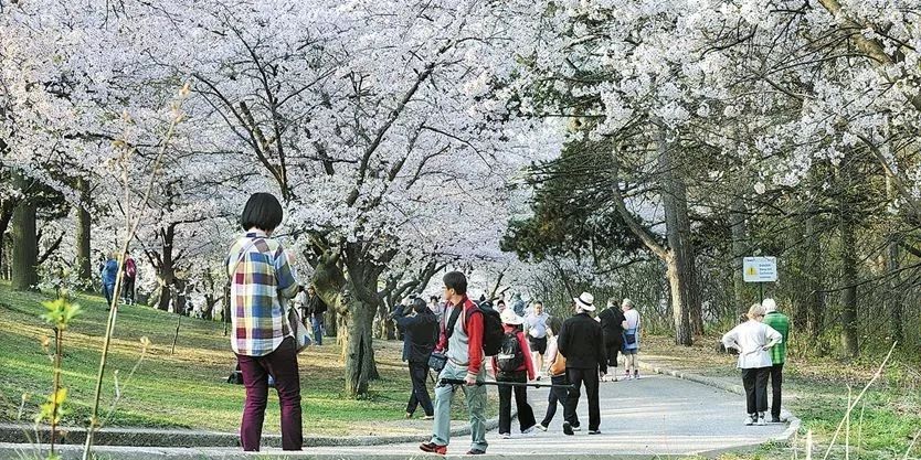 多伦多看樱花总攻略:今年不去High Park人从众𠈌 多伦多看樱花总攻略:今年不去High Park人从众𠈌