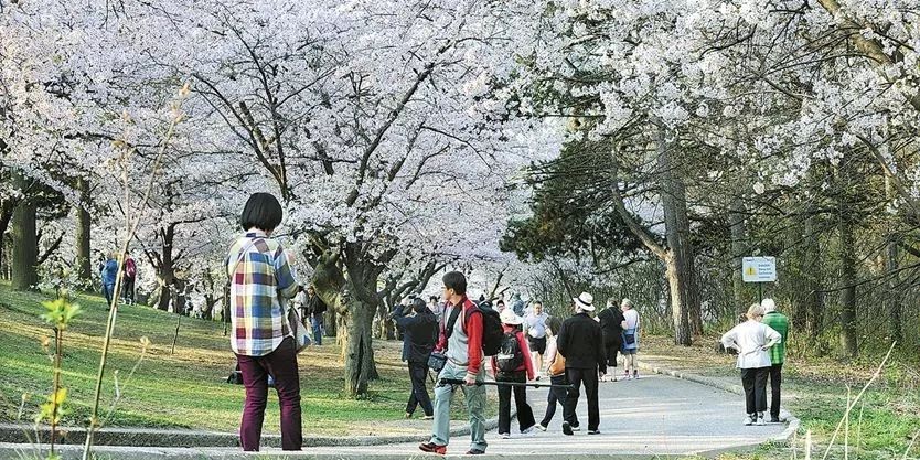 多伦多看樱花总攻略：今年不去High Park人从众𠈌