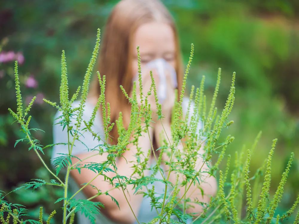 SickKids有毒花卉名单：这些常种的花，轻则过敏，重则致命！