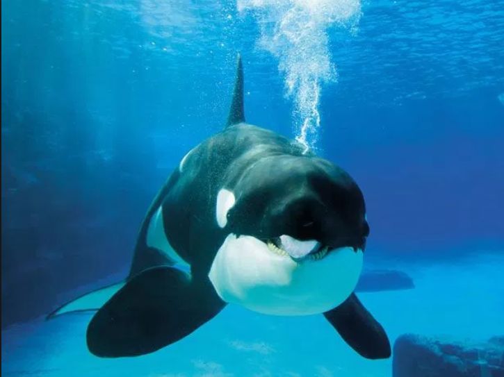 加拿大终于立法禁止圈养鲸鱼:你若不看,它们本可自由! 加拿大终于立法禁止圈养鲸鱼:你若不看,它们本可自由!