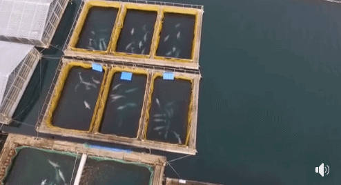 加拿大终于立法禁止圈养鲸鱼:你若不看,它们本可自由! 加拿大终于立法禁止圈养鲸鱼:你若不看,它们本可自由!