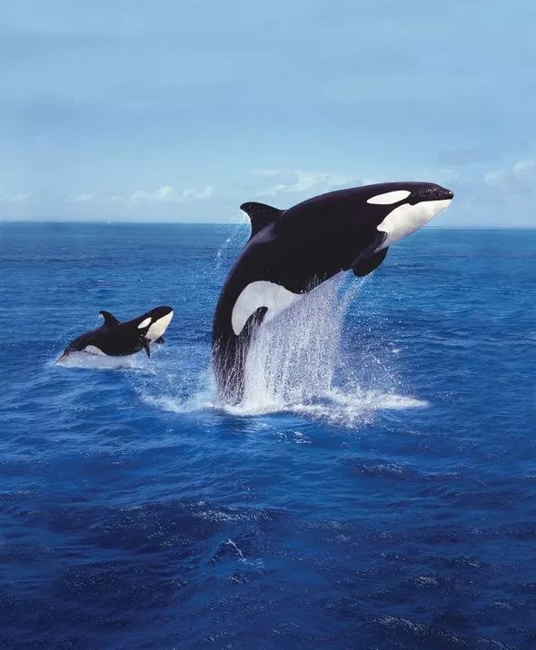 加拿大终于立法禁止圈养鲸鱼:你若不看,它们本可自由! 加拿大终于立法禁止圈养鲸鱼:你若不看,它们本可自由!