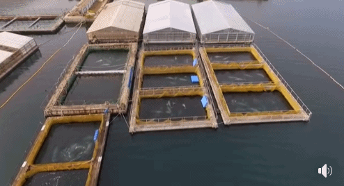 加拿大终于立法禁止圈养鲸鱼:你若不看,它们本可自由! 加拿大终于立法禁止圈养鲸鱼:你若不看,它们本可自由!